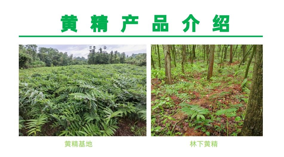 黄精系列产品介绍