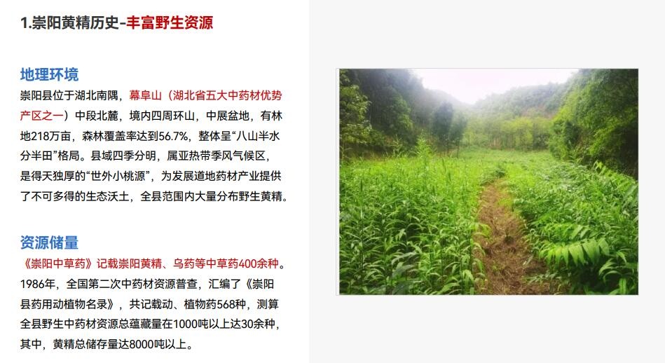 黄精系列产品介绍